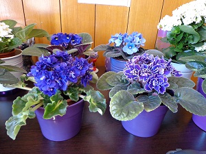 Name:  DSC00148.JPG
Views: 1055
Size:  61.1 KB
