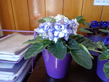 Name:  DSC00149.JPG
Views: 1059
Size:  64.7 KB