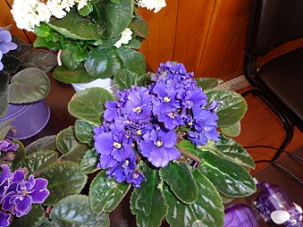 Name:  DSC00150.JPG
Views: 1081
Size:  68.5 KB