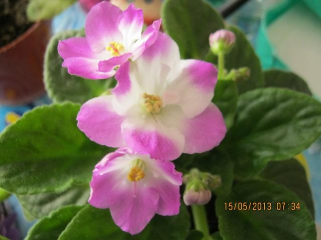 Name:  Resim 039.jpg
Views: 1359
Size:  32.1 KB