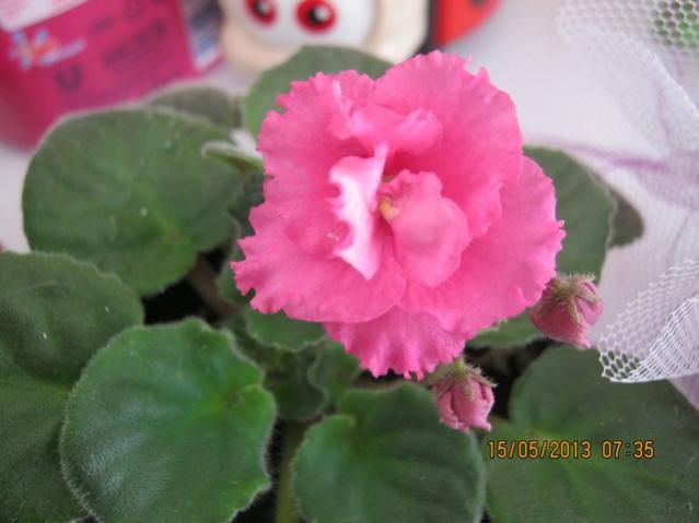 Name:  Resim 042.jpg
Views: 1518
Size:  32.4 KB