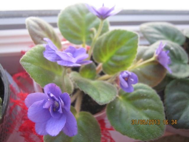 Name:  Resim 072.jpg
Views: 1324
Size:  32.6 KB