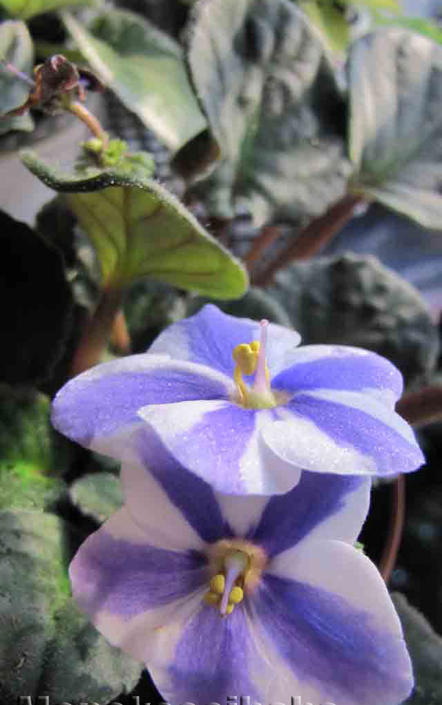 Name:  44Chimera-HumakoSharon.jpg
Views: 2989
Size:  44.0 KB