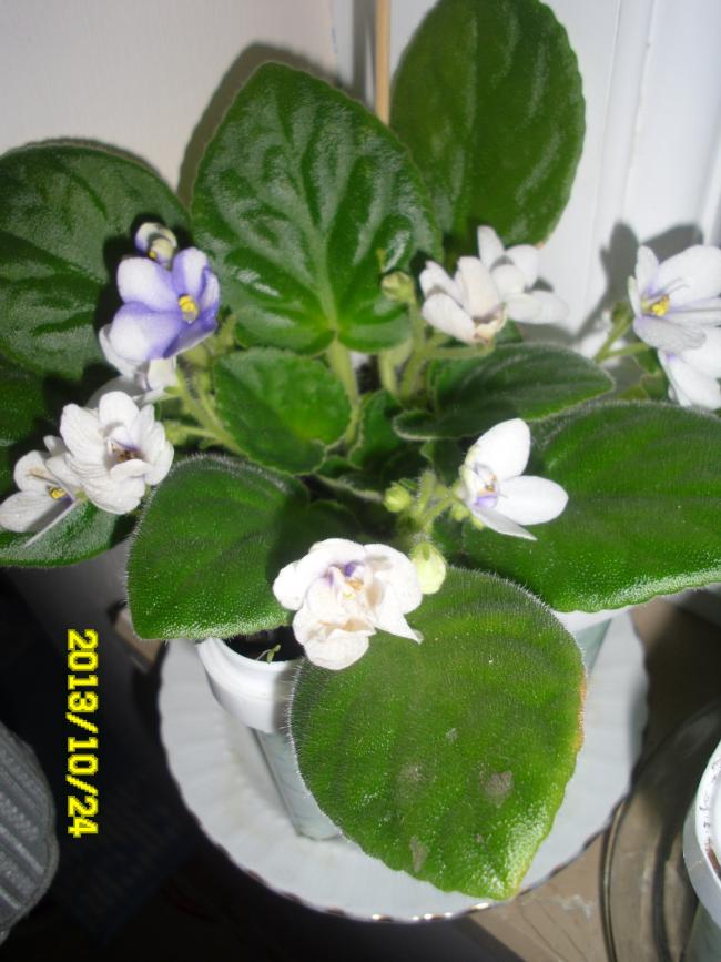 Name:  SAM_2455.jpg
Views: 1885
Size:  68.7 KB