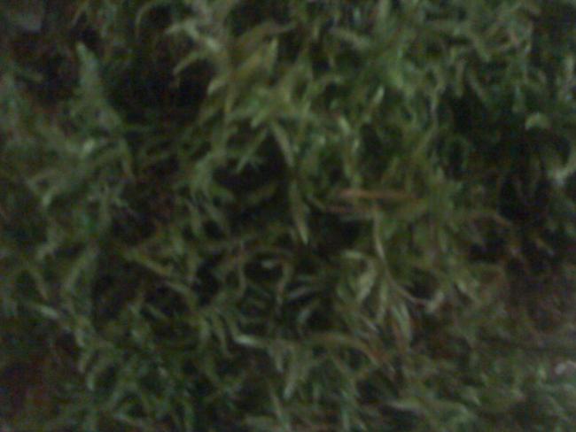 Name:  iphone resim 050.jpg
Views: 1719
Size:  30.8 KB