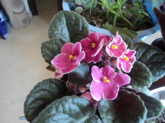 Name:  DSC02890.jpg
Views: 945
Size:  41.3 KB
