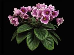 Name:  ismini sor.jpg
Views: 1187
Size:  6.0 KB