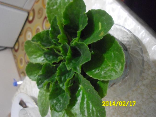 Name:  marul1.jpg
Views: 4750
Size:  36.7 KB