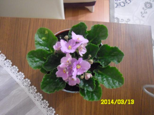 Name:  SAM_2515.jpg
Views: 4119
Size:  37.7 KB