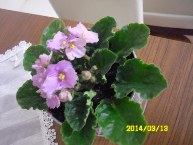 Name:  SAM_2514.jpg
Views: 3343
Size:  37.8 KB