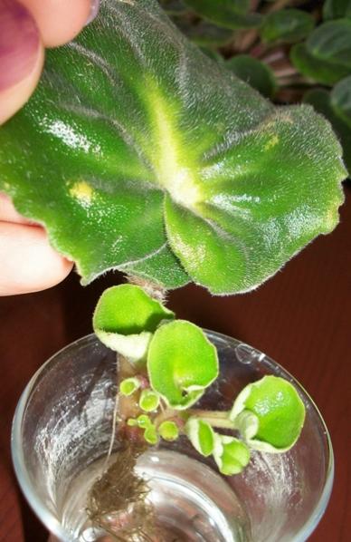 Name:  100_6570.jpg
Views: 1712
Size:  41.7 KB