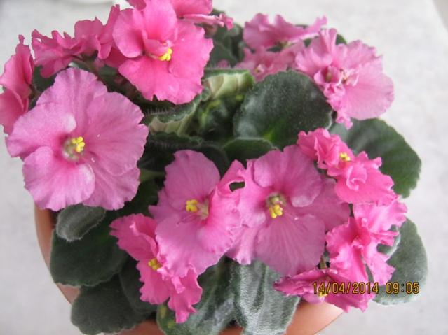 Name:  001.jpg
Views: 1007
Size:  40.4 KB
