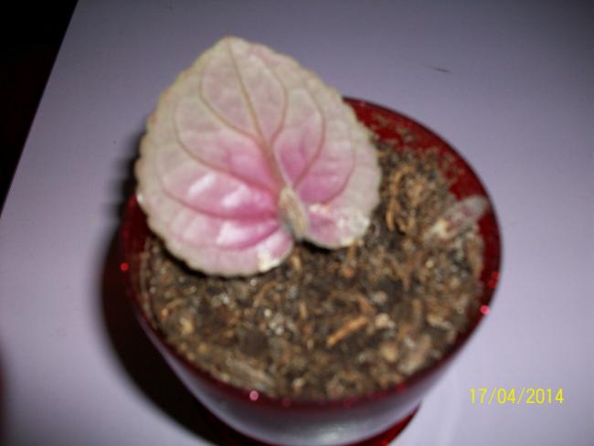 Name:  100_6660.jpg
Views: 1193
Size:  25.5 KB
