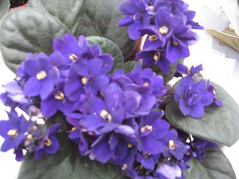 Name:  035.jpg
Views: 4006
Size:  28.3 KB