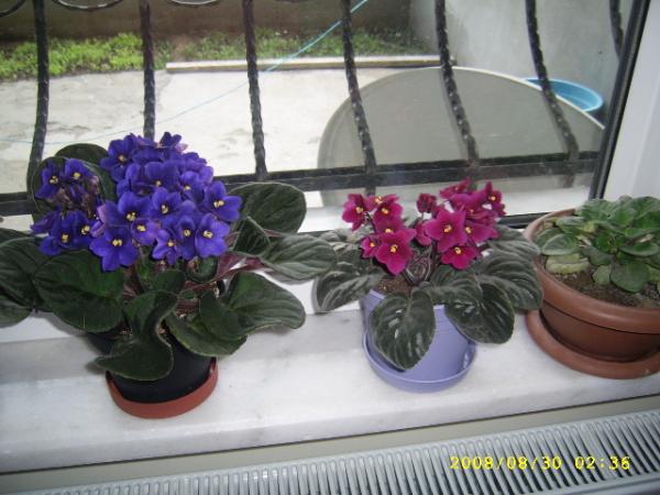 Name:  SSA41433.jpg
Views: 1358
Size:  43.9 KB