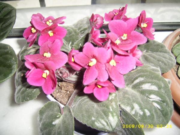 Name:  SSA41434.jpg
Views: 1412
Size:  50.1 KB