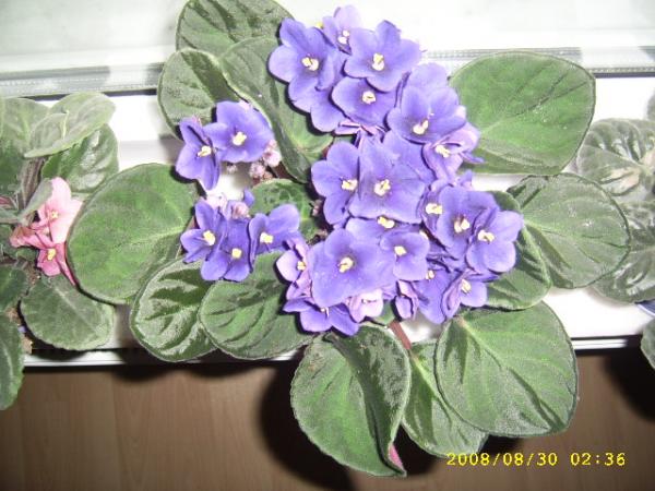 Name:  SSA41435.jpg
Views: 1414
Size:  49.3 KB