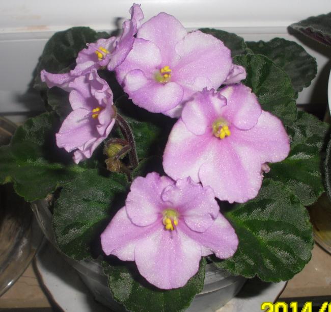 Name:  SAM_3305.jpg
Views: 878
Size:  55.5 KB