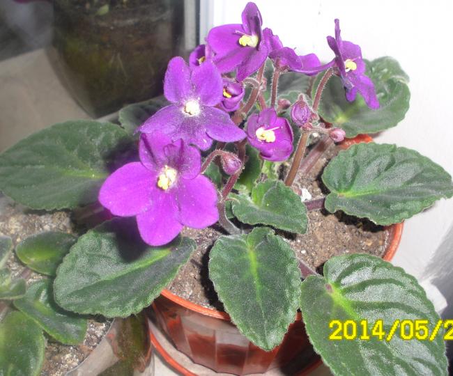 Name:  SAM_3307.jpg
Views: 1130
Size:  61.4 KB