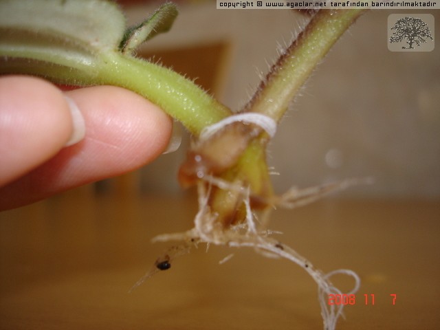 Name:  wm_normal_36587-resim_009.jpg
Views: 3119
Size:  42.0 KB