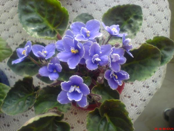 Name:  DSC01799.jpg
Views: 1384
Size:  39.4 KB