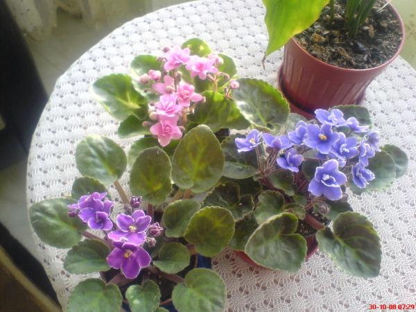 Name:  DSC01800.jpg
Views: 1397
Size:  51.2 KB