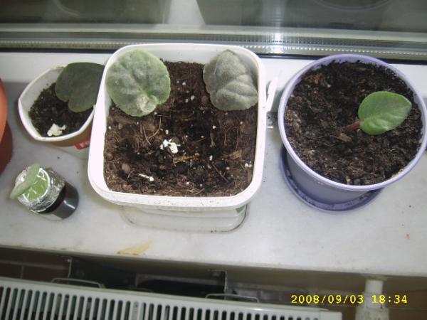 Name:  SSA41438.jpg
Views: 1790
Size:  40.6 KB