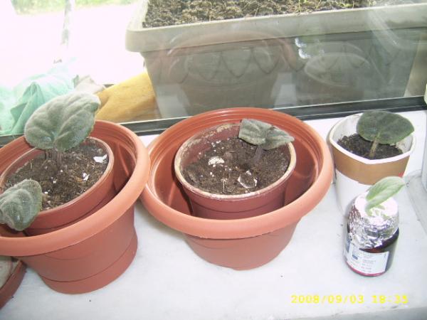 Name:  SSA41439.jpg
Views: 1695
Size:  36.9 KB
