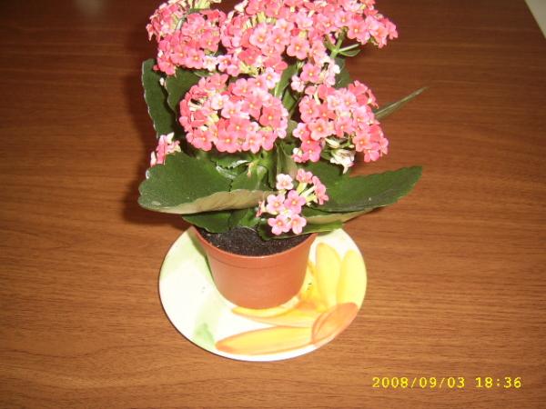 Name:  SSA41441.jpg
Views: 1729
Size:  40.8 KB