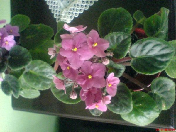 Name:  DSC01888.jpg
Views: 1669
Size:  40.6 KB