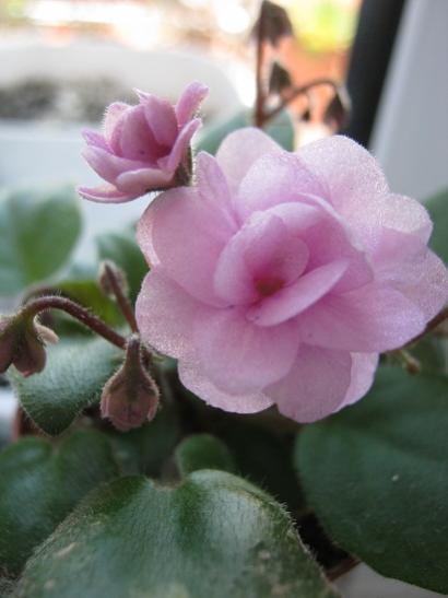 Name:  meneke2.jpg
Views: 913
Size:  25.3 KB