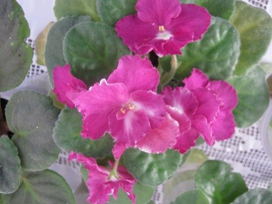 Name:  meneke1.jpg
Views: 899
Size:  32.5 KB