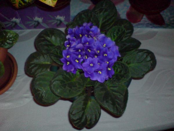 Name:  25_aralık.jpg
Views: 1782
Size:  30.0 KB