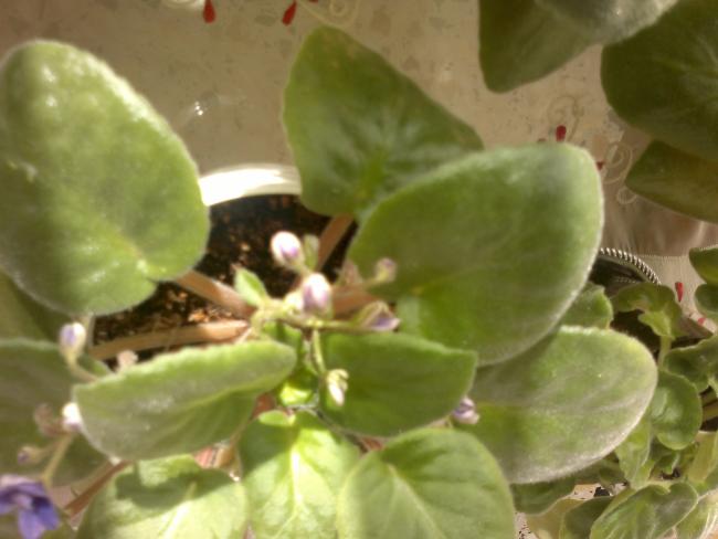 Name:  201020165526.jpg
Views: 673
Size:  33.5 KB