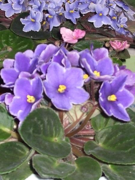 Name:  menekşe-7.jpg
Views: 2992
Size:  45.5 KB