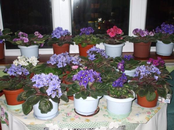 Name:  menekşe-8.jpg
Views: 8697
Size:  47.7 KB