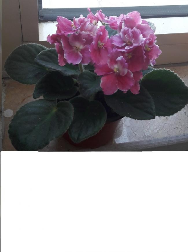 Name:  afrika meneke.jpg
Views: 974
Size:  41.5 KB