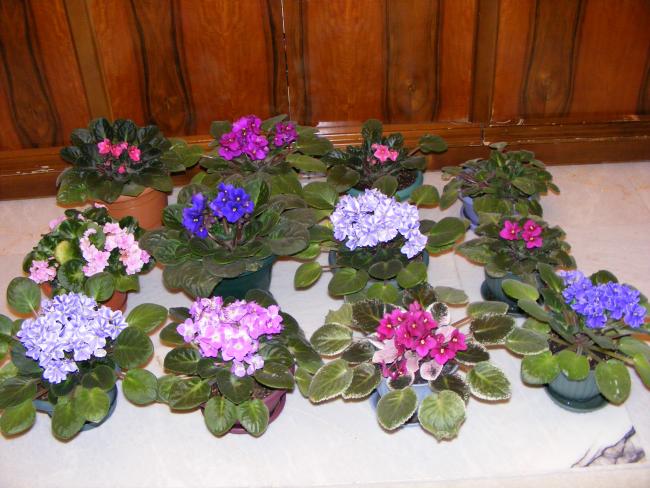 Name:  DSCF0594.jpg
Views: 2301
Size:  57.5 KB
