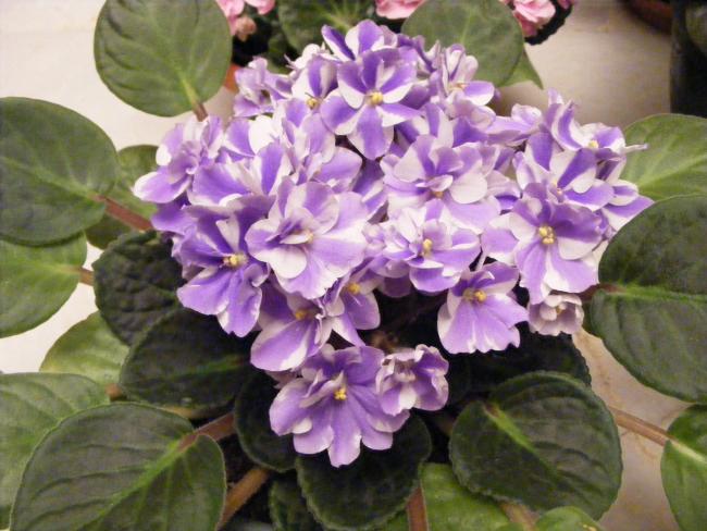 Name:  DSCF0599.jpg
Views: 2185
Size:  51.9 KB