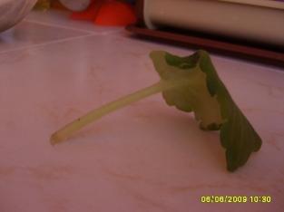 Name:  menekşe.jpg
Views: 1591
Size:  6.1 KB