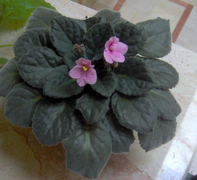 Name:  meneke-pembe.jpg
Views: 2313
Size:  48.2 KB