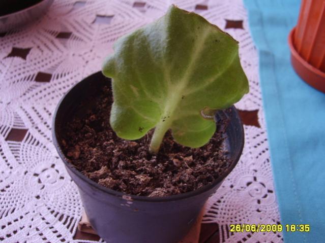 Name:  S6000845.jpg
Views: 1350
Size:  43.5 KB