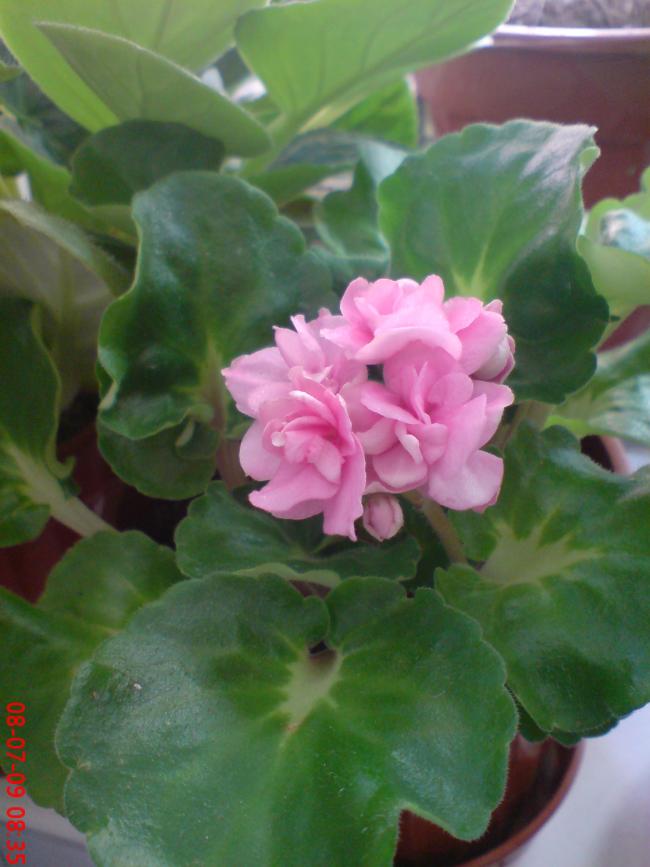 Name:  eflan 015.jpg
Views: 1137
Size:  54.7 KB