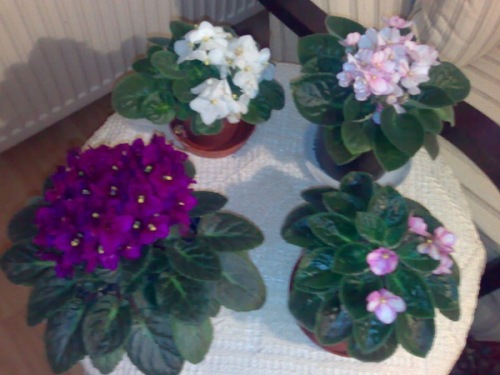 Name:  21042007571.jpg
Views: 6659
Size:  53.1 KB