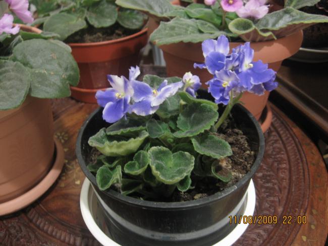 Name:  ieklerim 005.jpg
Views: 1204
Size:  47.2 KB