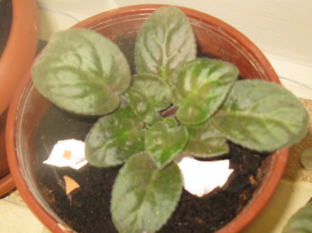 Name:  IMG_1354.jpg
Views: 1342
Size:  31.7 KB