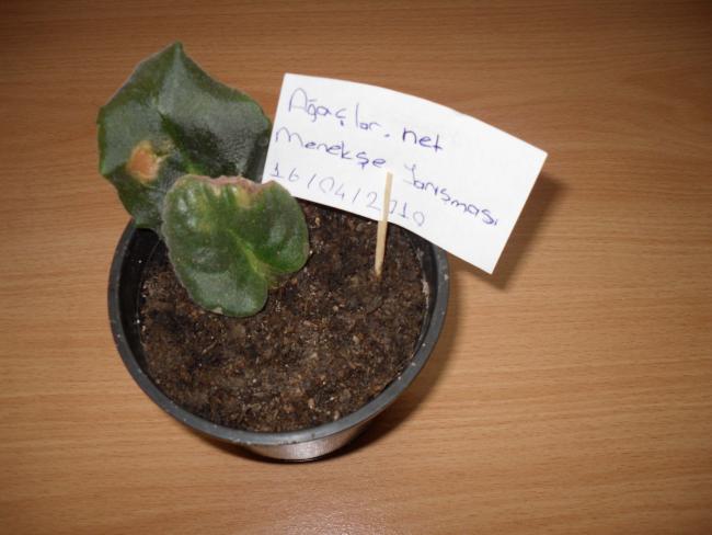 Name:  SDC10212 copy.jpg
Views: 1181
Size:  37.2 KB