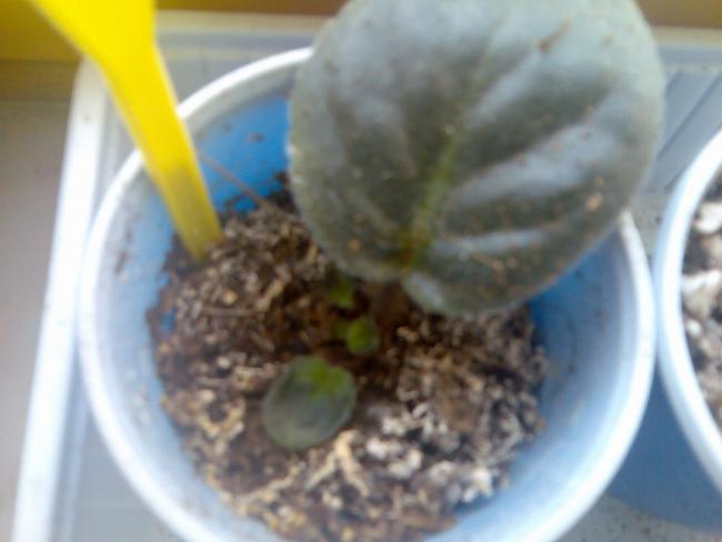 Name:  Grnt363.jpg
Views: 823
Size:  29.5 KB