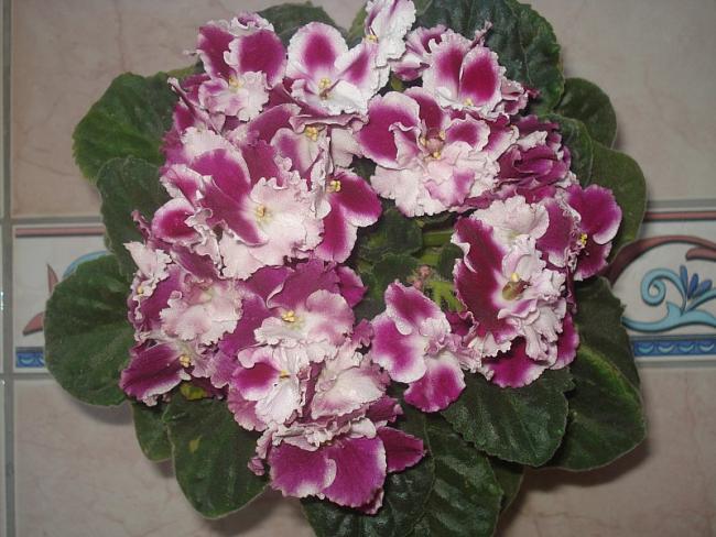 Name:  12.jpg
Views: 12359
Size:  56.6 KB