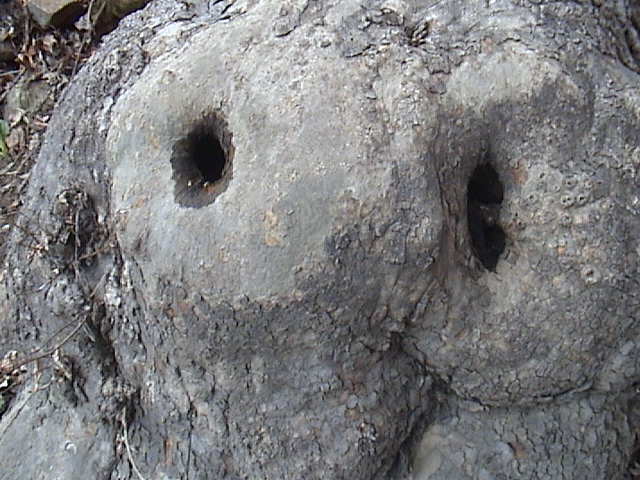 Name:  DSC00333.JPG
Views: 2218
Size:  61.6 KB